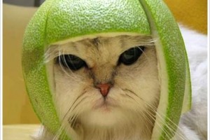 funny-melon-head-cat